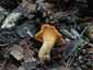 Sárga rókagomba (Cantharellus cibarius), Őrség